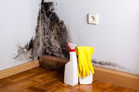 Best Biohazard Mold Removal in Somerset, KY